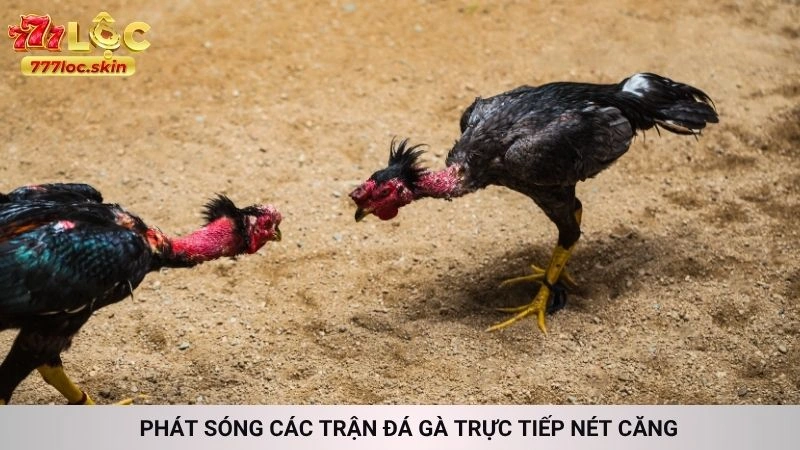 Phát sóng các trận đá gà trực tiếp nét căng
