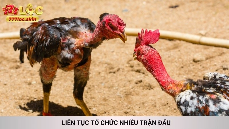 Liên tục tổ chức nhiều trận đấu 
