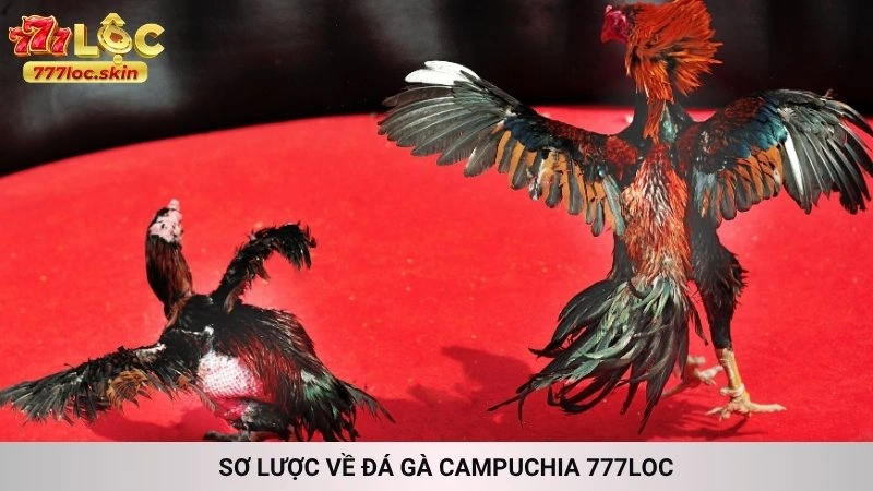 Sơ lược về Đá gà Campuchia 777loc