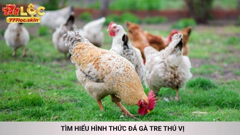 Tìm hiểu hình thức đá gà tre thú vị